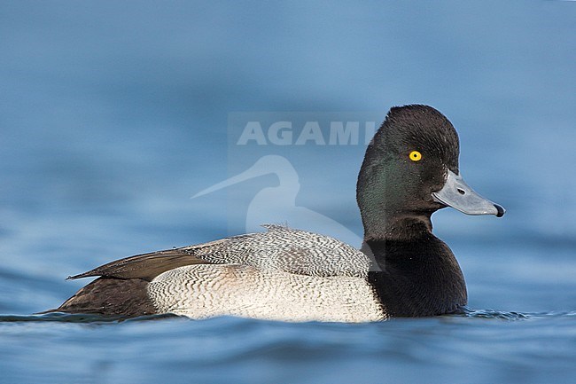 Lesser Scaup (Aythya affinis) swimming in a lagoon in Victoria, BC, Canada. stock-image by Agami/Glenn Bartley,