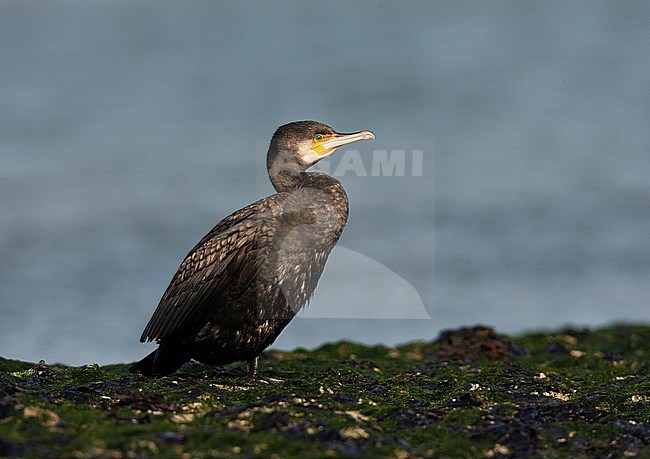 Immature Great Cormorant (Phalacrocorax carbo) resting on the coast on the island Vlieland in the Netherlands. stock-image by Agami/Marc Guyt,