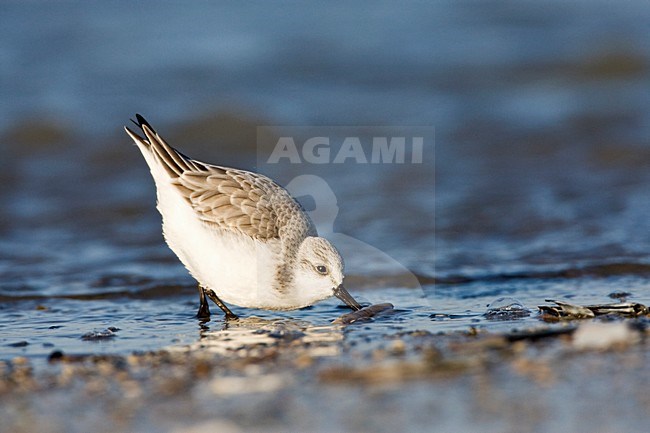 Foeragerende Drieteenstrandloper; Foraging Sanderling stock-image by Agami/Marc Guyt,
