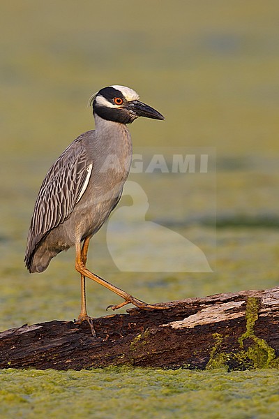 Adult 
Brazoria Co., TX
April 2011 stock-image by Agami/Brian E Small,
