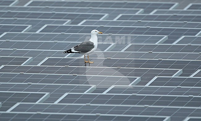 Lesser Black-backed Gull (Larus fuscus), adult standing on floating solar-panels, seen from the side. stock-image by Agami/Fred Visscher,