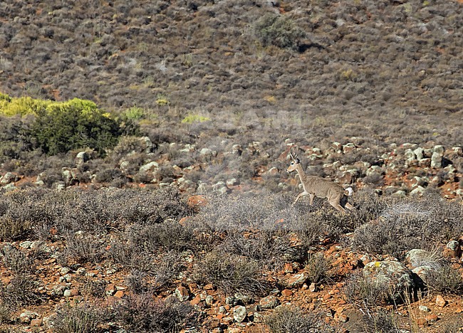 Grey rhebok (Pelea capreolus) in South Africa. Locally known as the vaalribbok in Afrikaans. stock-image by Agami/Pete Morris,