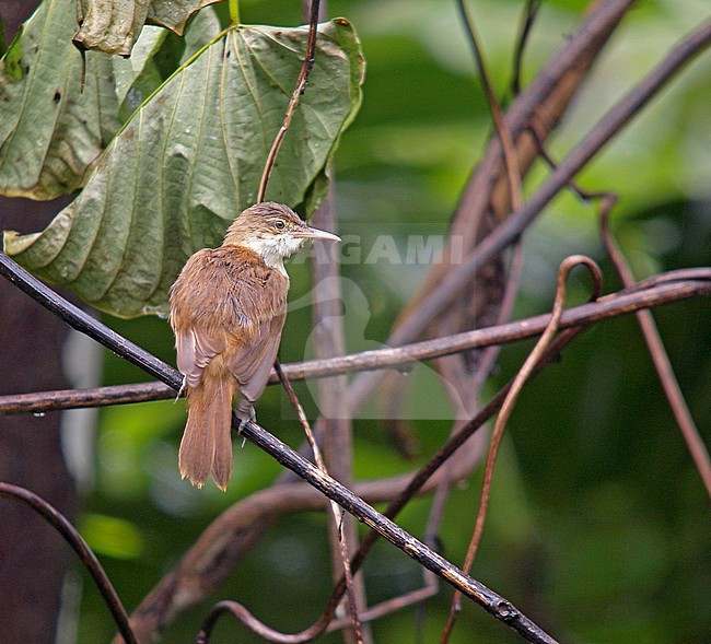 Caroline Reed Warbler (Acrocephalus syrinx) on the Caroline Islands in Micronesia. stock-image by Agami/Pete Morris,
