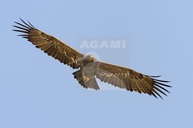  stock-image by Agami/Daniele Occhiato,