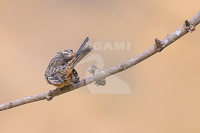 Cinnamon-breasted Bunting, Emberiza tahapisi, grooming and perched on a branch. stock-image by Agami/Sylvain Reyt,