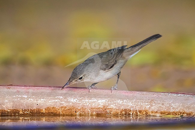 Adult Western Olivaceous Warbler sitting on a plate with water, Bab Sahara, Atar, Mauritania. April 05, 2018. stock-image by Agami/Vincent Legrand,