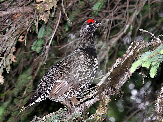 Male Spruce Grouse, Falcipennis canadensis stock-image by Agami/Pete Morris,