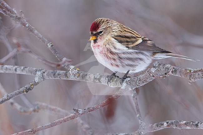Common Redpoll (Acanthis flammea) Perched on a branch in Minnesota stock-image by Agami/Dubi Shapiro,