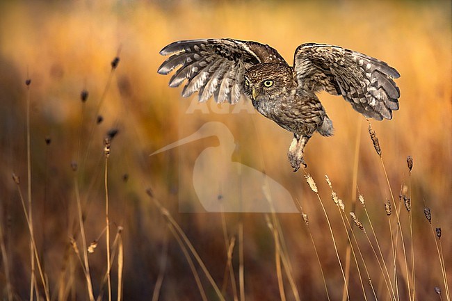 Little Owl (Athene noctua) in Italy. In flight. stock-image by Agami/Daniele Occhiato,