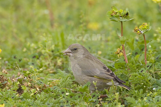 Foeragerend vrouwtje Groenling; Foraging female European Greenfinch stock-image by Agami/Daniele Occhiato,
