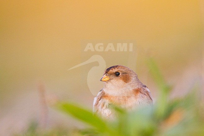Sneeuwgors in winterkleed in Nederland, Snow Bunting in winterplumage in the Netherlands stock-image by Agami/Menno van Duijn,