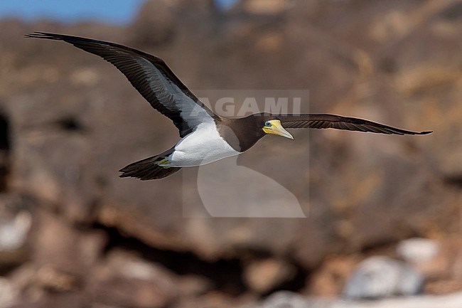 Brown Booby, adult, flight, Raso, Cape Verde (Sula leucogaster) stock-image by Agami/Saverio Gatto,