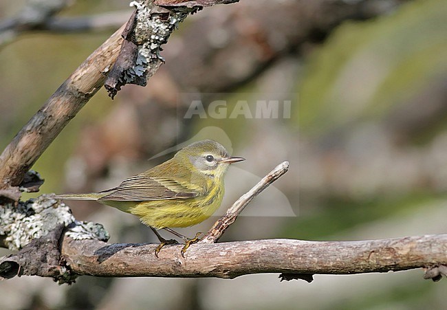 Prairie Warbler, Setophaga discolor, in North America. Autumn plumage. stock-image by Agami/Ian Davies,