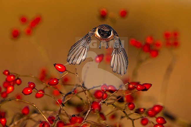 European Stonechat (Saxicola rubicola) in Italy. stock-image by Agami/Daniele Occhiato,
