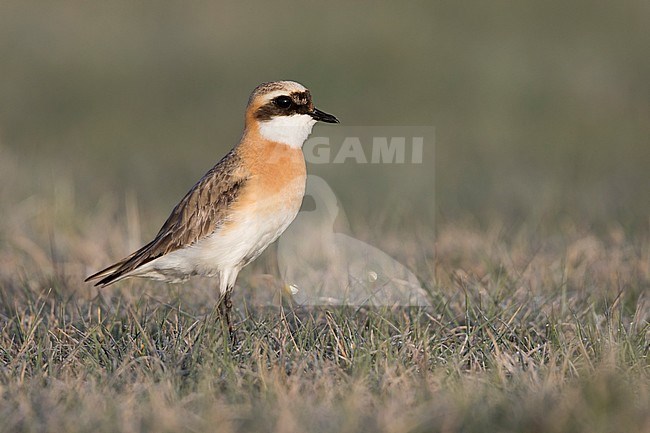 Lesser Sand Plover - Mongolenregenpfeifer - Charadrius mongolus ssp. pamirensis, Kyrgyzstan, adult male stock-image by Agami/Ralph Martin,