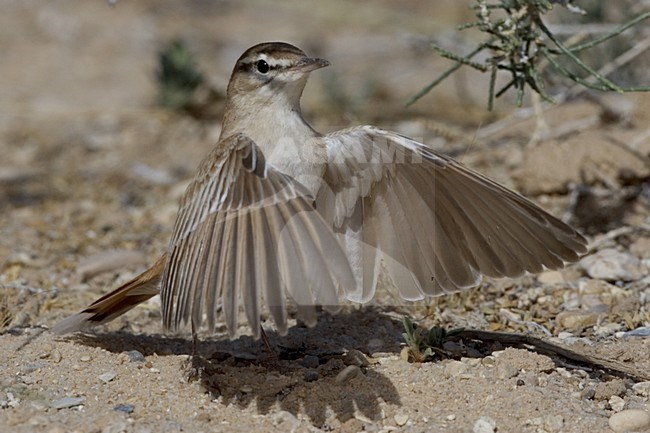 Oostelijke Rosse Waaierstaart; Eastern Rufous-tailed Scrub-robin stock-image by Agami/Daniele Occhiato,