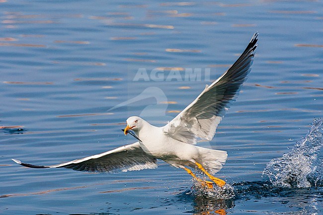 Adult Yellow-legged Gull (Larus michahellis michahellis) catching small fish in the harbour of Molivos on Lesvos, Greece. stock-image by Agami/Marc Guyt,