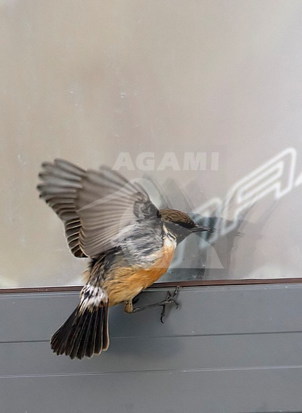 Male European Stonechat (Saxicola rubicola) hovering in front of a window, fighting its own reflection stock-image by Agami/Tomi Muukkonen,