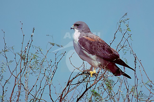 Adult
Kenedy Co., TX
December 1998 stock-image by Agami/Brian E Small,