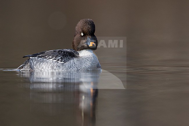 Common Goldeneye - Schellente - Bucephala clangula ssp. clangula, Germany, adult female stock-image by Agami/Ralph Martin,