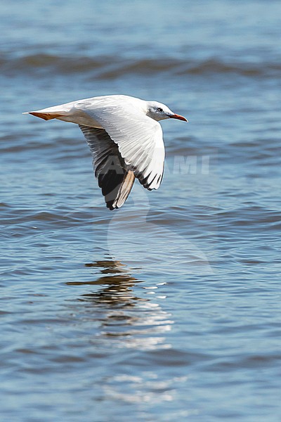 Slender-billed Gull (Chroicocephalus genei) during autumn migration in Ebro Delta, Spain stock-image by Agami/Marc Guyt,
