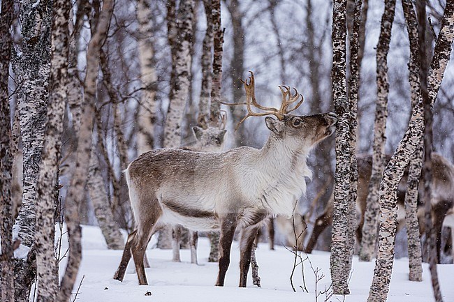 A reindeer, Rangifer tarandus, in a snowy forest. Bardu, Troms, Norway. stock-image by Agami/Sergio Pitamitz,