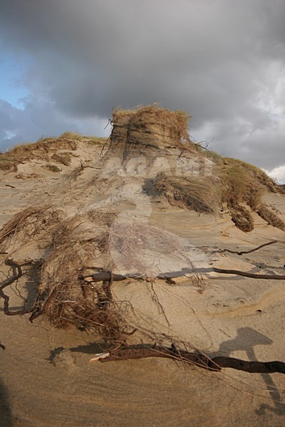 Duinlandschap in Berkheide; Dunes in Berkheide stock-image by Agami/Menno van Duijn,