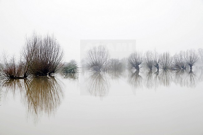 Flooded floodplains with willows Wageningse Bovenpolder stock-image by Agami/Rob Riemer,
