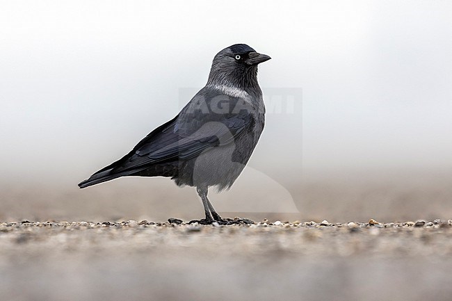 Adult Russian Jackdaw (Coloeus monedula monedula) on the ground in Browersdam, Zeeland, the Netherlands. stock-image by Agami/Vincent Legrand,