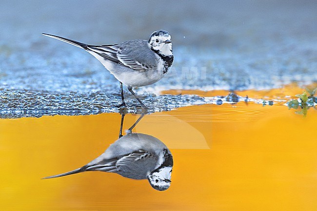 White Wagtail (Motacilla alba) in Italy. stock-image by Agami/Daniele Occhiato,