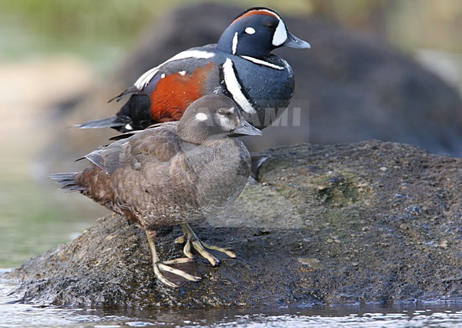 Paartje Harlekijneenden op rots; Pair of Harlequin Ducks perched on a rock stock-image by Agami/Menno van Duijn,