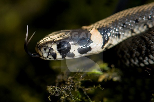 Ringslang; Grass Snake stock-image by Agami/Han Bouwmeester,