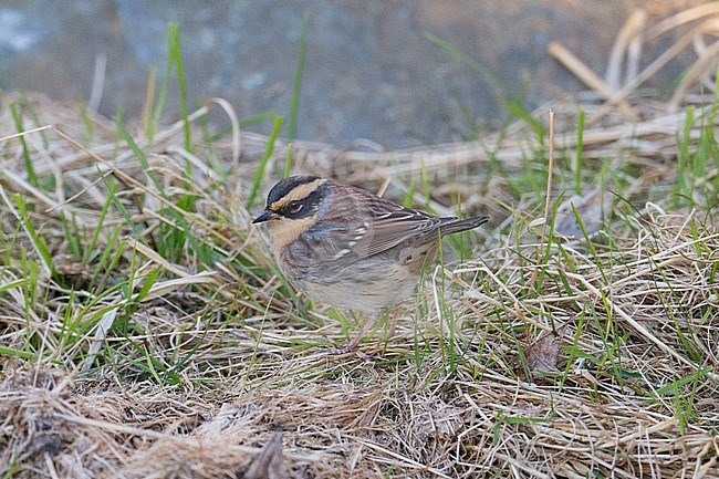 Bergheggenmus, Siberian Accentor, Prunella montanella stock-image by Agami/Hugh Harrop,