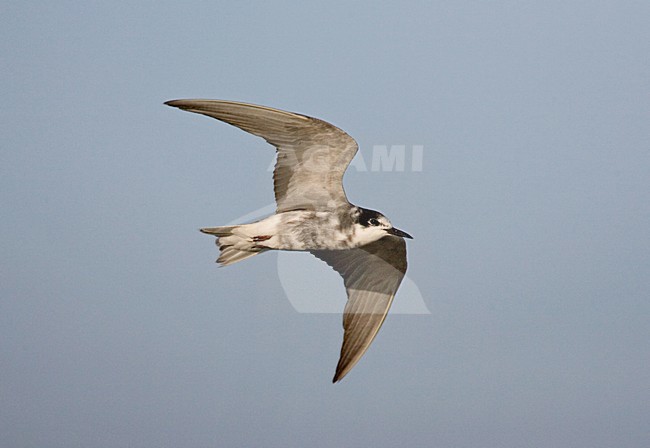 Ruiende adulte Zwarte Stern in vlucht; Moulting Black Tern in flight stock-image by Agami/Marc Guyt,