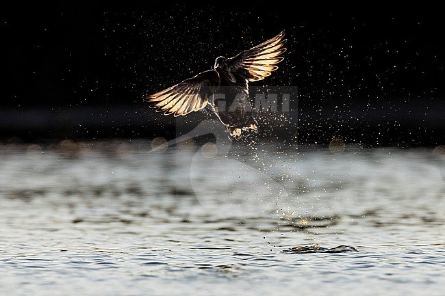 Eurasian Teal (Anas crecca) in Italy. stock-image by Agami/Daniele Occhiato,