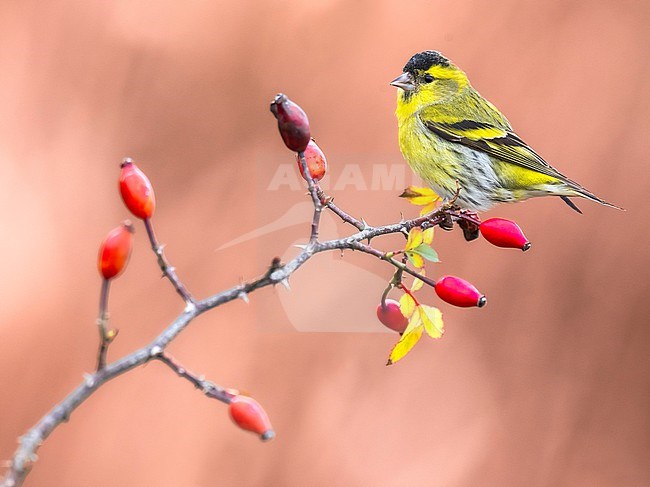 Male Eurasian Siskin, Spinus spinus, in Italy. stock-image by Agami/Daniele Occhiato,