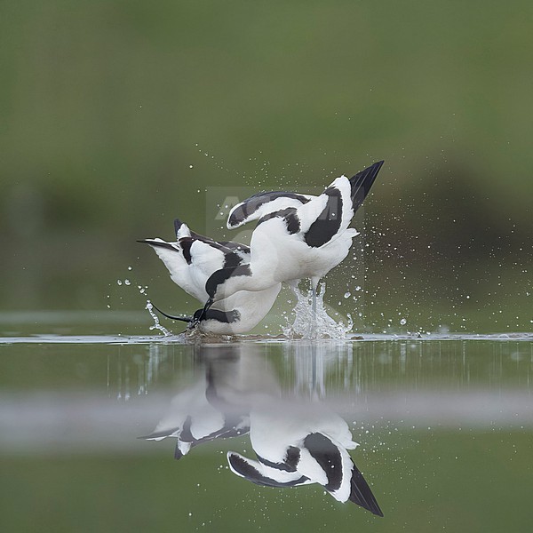  stock-image by Agami/Han Bouwmeester,