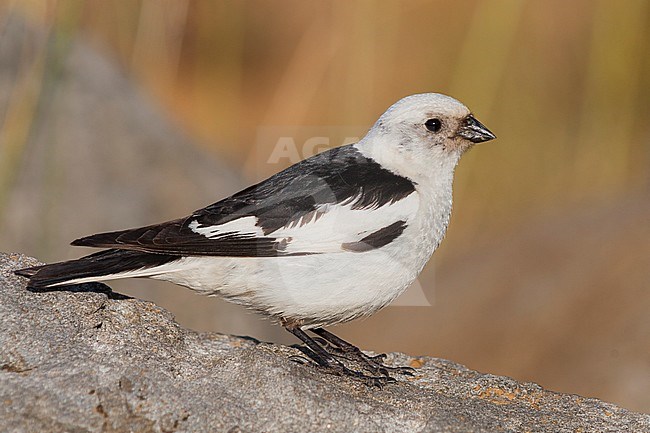 Snow Bunting - Schneeammer - Plectrophenax nivalis ssp. insulae, Iceland, adult male stock-image by Agami/Ralph Martin,