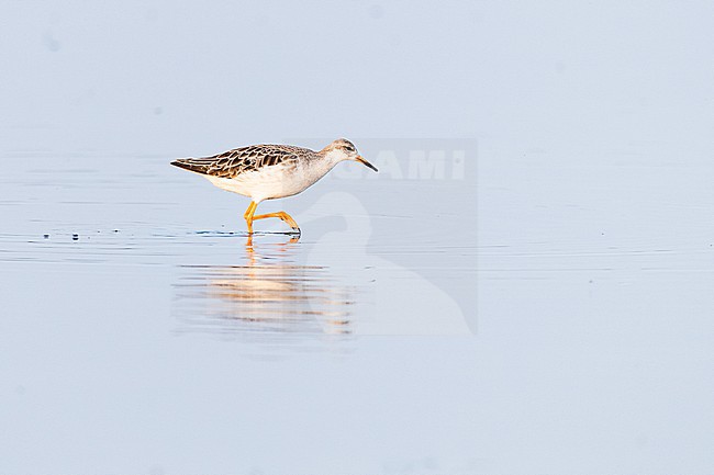 stock-image by Agami/Menno van Duijn,