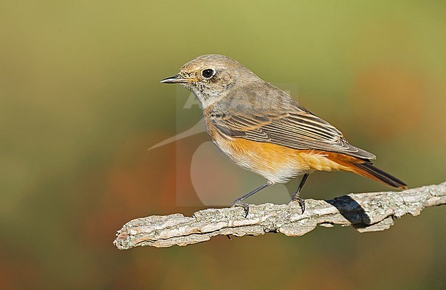 Common Redstart (Phoenicurus phoenicurus) stock-image by Agami/Alain Ghignone,