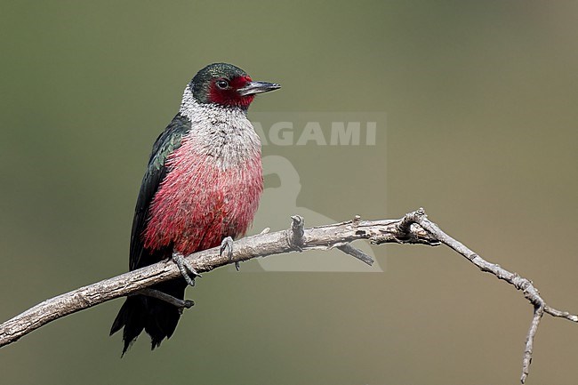  stock-image by Agami/Brian E Small,