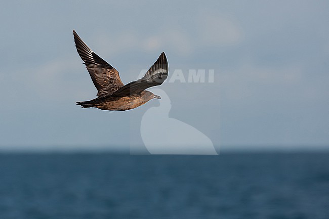 juvenile great skua (stercorarius skua) in flight, found offshore at the German Beight / North Sea stock-image by Agami/Mathias Putze,