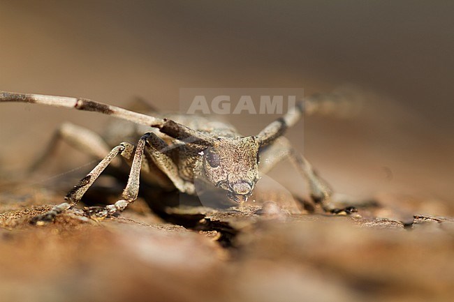 Acanthocinus aedilis - Timberman beetle - Zimmermannsbock, Poland, imago, male stock-image by Agami/Ralph Martin,