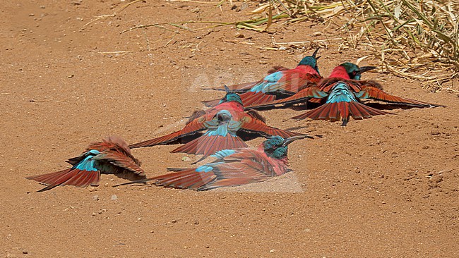 Northern Carmine Bee-eater (Merops nubicus) group dust-bathing on a track in northern Tanzania. stock-image by Agami/Andy & Gill Swash ,