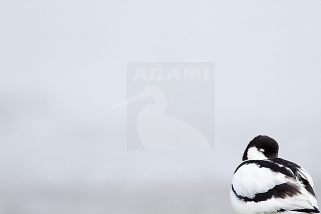  stock-image by Agami/Menno van Duijn,