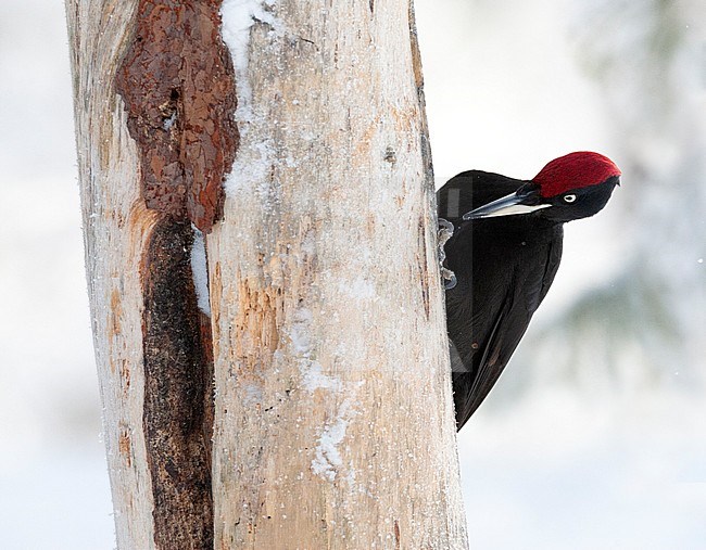 Black Woodpecker (Dryocopus martius) in Finnish taiga forest near Kuusamo during a cold winter. Clinging to a pine tree, looking for something to eat. stock-image by Agami/Marc Guyt,
