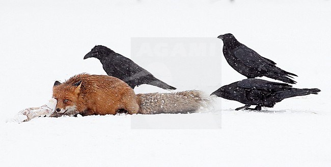 Red Fox (Vulpes vulpes) and Ravens (Corvus corax) at Kemijärvi, Finland. stock-image by Agami/Markus Varesvuo,