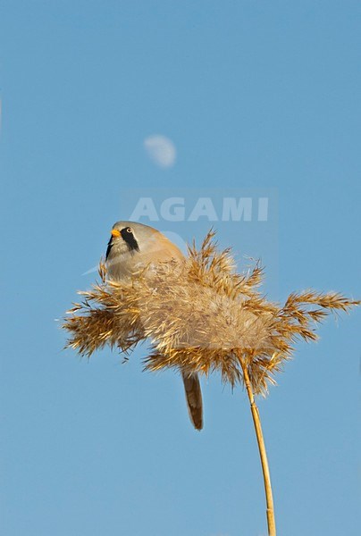 Mannetje Baardman in rietveld; Male Bearded Reedling in reedbed stock-image by Agami/Markus Varesvuo,