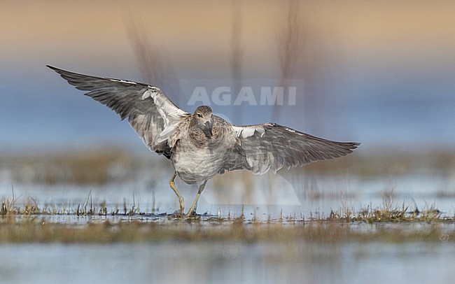 Ruff (Philomachus pugnax) landing in shallow water during spring migration near Copenhagen, Denmark stock-image by Agami/Helge Sorensen,