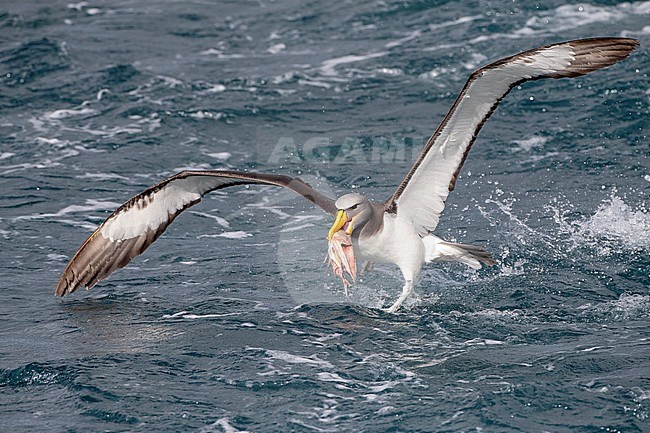 Adult Chatham Albatross (Thalassarche eremita) flying above the pacific ocean near the colony The Pyramid in the Chatham Islands. Photographed during a chumming session. stock-image by Agami/Marc Guyt,